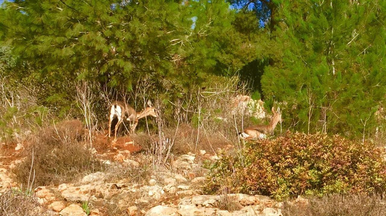 Tur Sinai Organic Farm Resort القدس الغرفة الصورة